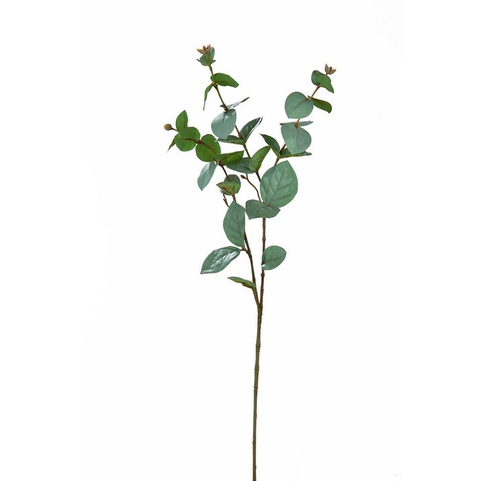 eucalyptus